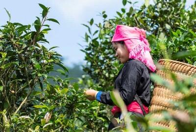 Comment se rendre à Hoang Su Phi de Hanoi : Guide complet pour une aventure humaine dans le Nord Vietnam