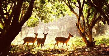 Excursion  2 jours au parc national de Cuc Phuong