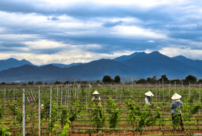 Connaissez-vous le vin vietnamien ?