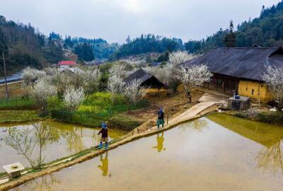 Choisir Sapa ou Bac Ha pour votre voyage dans le nord du Vietnam