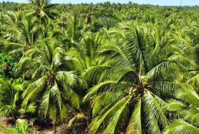 À la découverte du Nipa, le cocotier d’eau : Trésors verts et traditions en fleurs