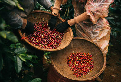 Où acheter du café au Vietnam : Meilleurs endroits, grains et conseils