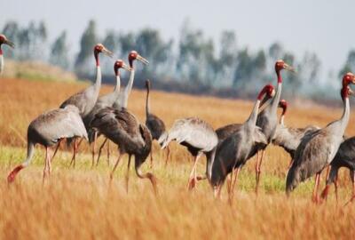 Top 5 grands PARCS NATIONAUX au Sud-Vietnam à visiter une fois