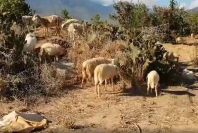 Guide complet de Ninh Thuan : la station balnéaire ensoleillée pour bronzer toute l’année au Centre du Vietnam