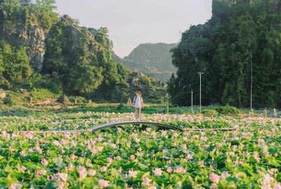 Top 10 plus beaux sites au Vietnam pour admirer les fleurs de lotus