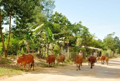 Comment voyager à moto à Daklak dans les plateaux du Centre Vietnam ?