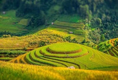 Guide complet de Mu Cang Chai - Paradis des rizières en terrasse