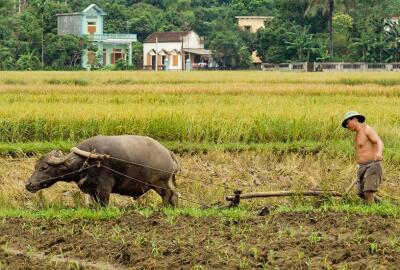 Comment partir avec une agence locale au Vietnam ?