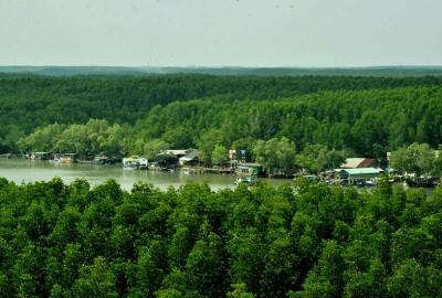 La mangrove de Can Gio : Un écosystème unique au cœur du Vietnam