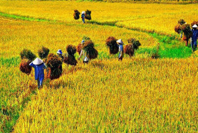 Itinéraire Vietnam de 10 à 12 jours : Découverte complète du pays