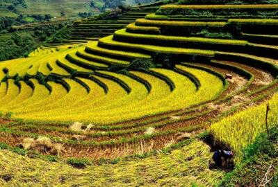 La meilleure période pour voir les rizières en terrasse au Vietnam
