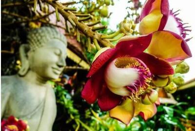 La signification des plantes cultivées dans le jardin des pagodes et temples au Vietnam