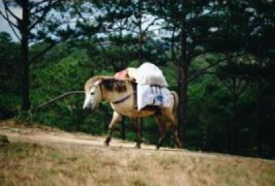 Top des meilleures destinations de trek dans le Sud du Vietnam