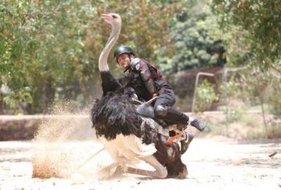 Conduire une autruche à Vinh Long