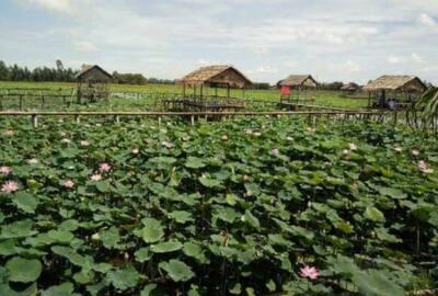 Guide complet de Dong Thap : une province historique du Delta du Mékong