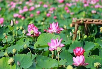 Que faire pour un circuit Sud Vietnam 10 jours ?