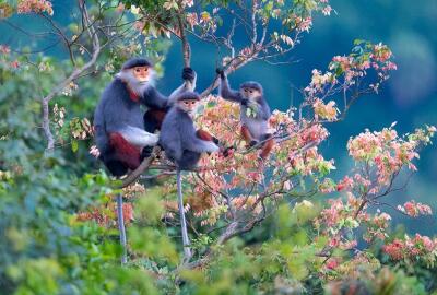 Top 10 des meilleurs lieux d’observation de la faune au Vietnam
