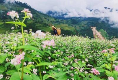 Voyager au Vietnam les derniers mois de l'année