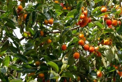 La saison dorée à Da Lat