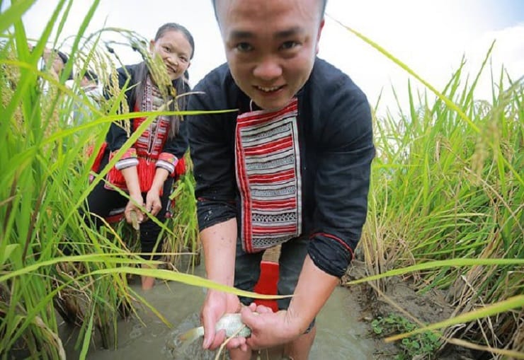 Comment attraper les carpes de rizière - Hoang Su Phi carpe-riziere_hoang-su-phi
