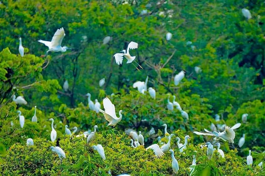 parc-vam-ho-ben-tre-vietnam