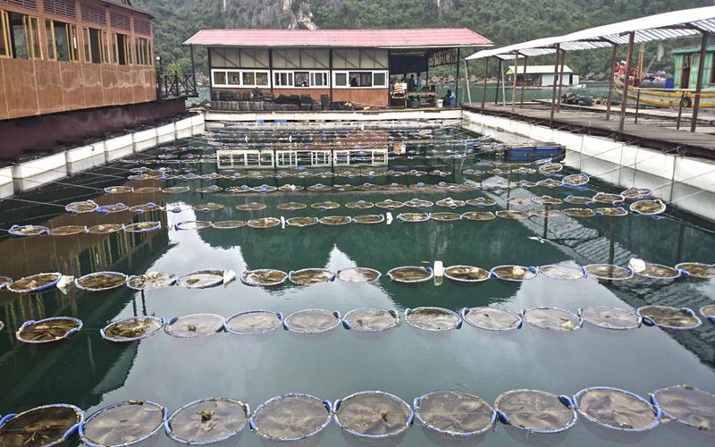 top-15-des-meilleures-choses-a-faire-entre-hanoi-et-la-baie-dhalong