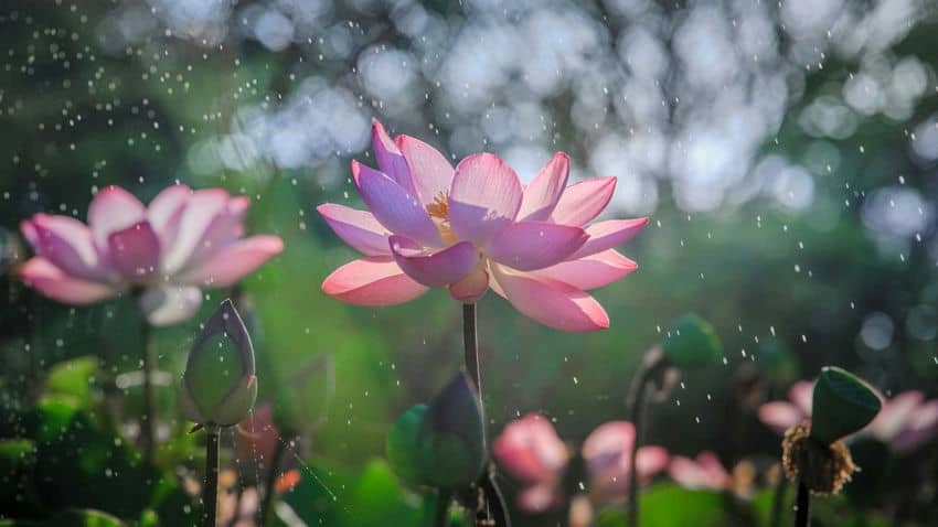 top-10-plus-beaux-sites-au-vietnam-pour-admirer-les-fleurs-de-lotus