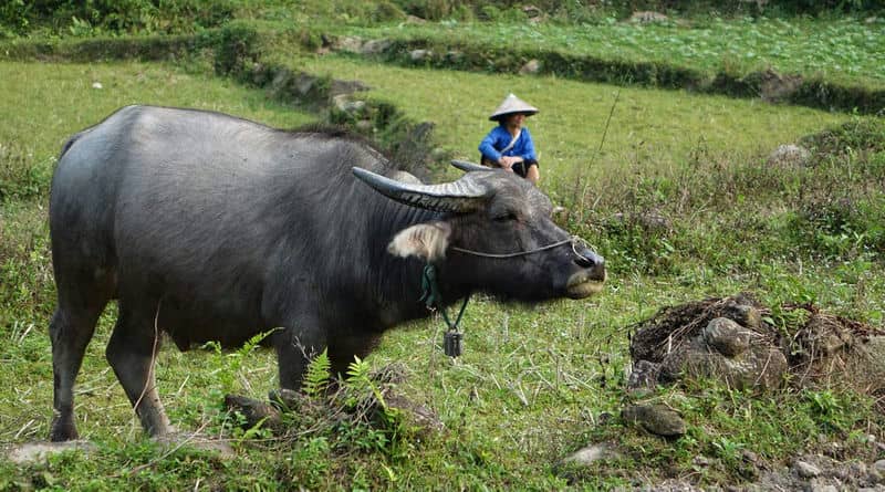 faire-du-trek-au-vietnam-avec-guide-francophone