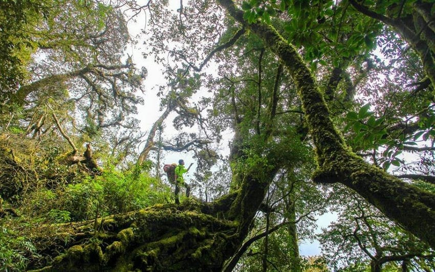 decouverte-du-parc-national-de-hoang-lien-a-lao-cai