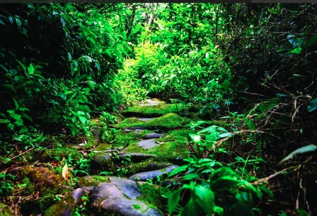 ancienne-route-pavee-de-pavi-de-pres-de-100-ans-a-lao-cai-vietnam