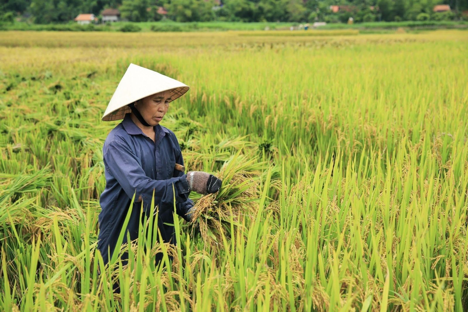 recolte-du-riz-au-Vietnam