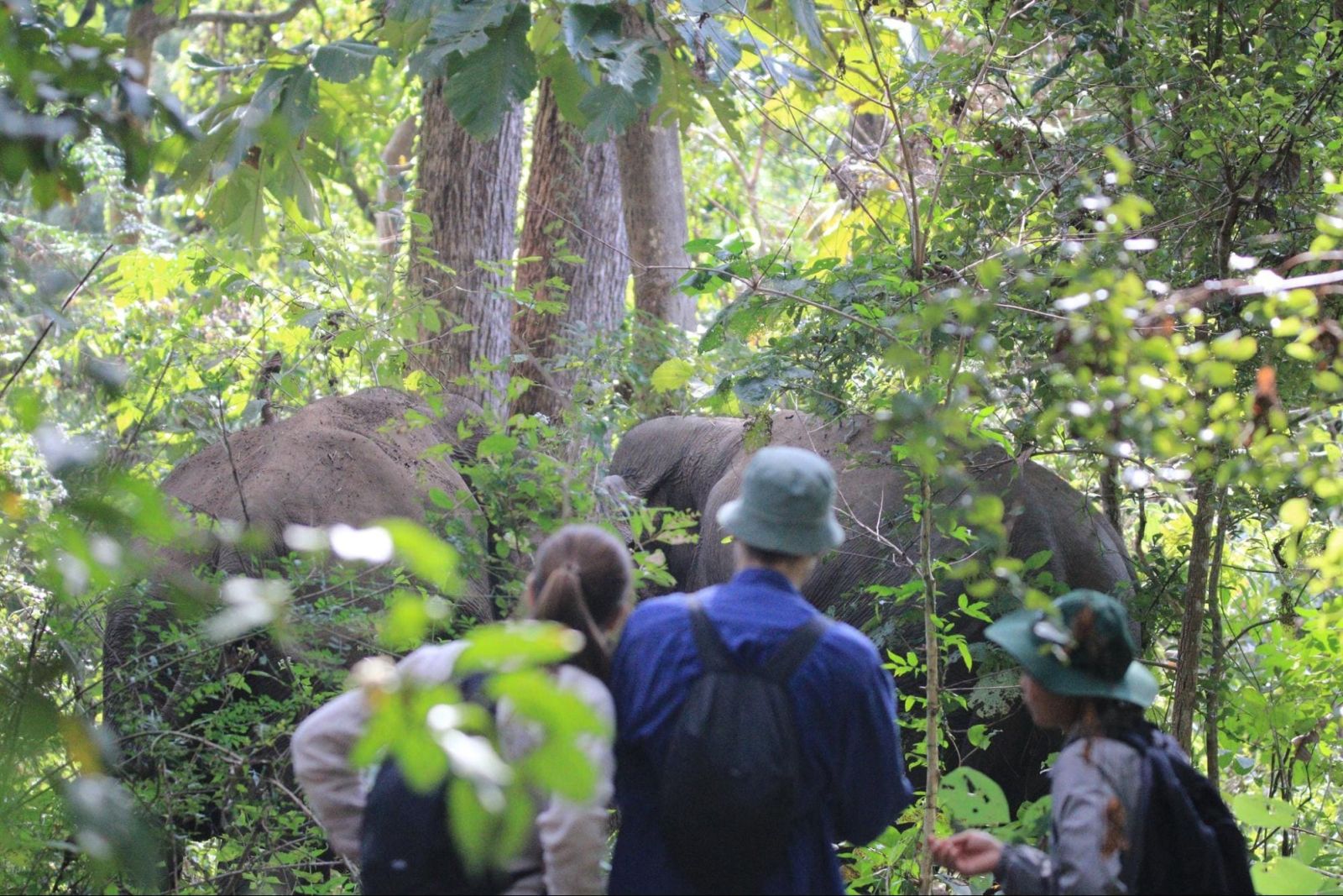 parc-national-de-yok-don-a-dak-lak-vietnam